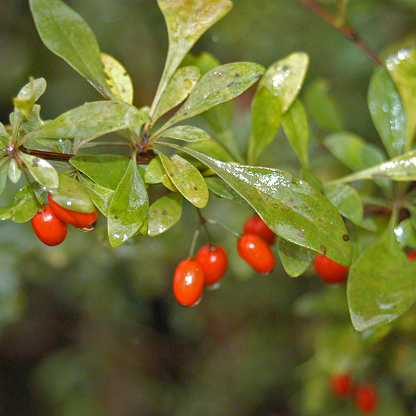 BARBERRY